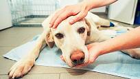 Včas pro vedený operační výkon může psa zachránit.
