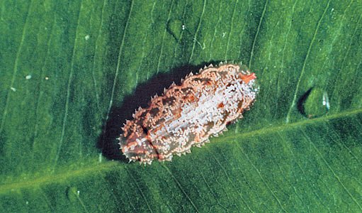 larva pestřenky Epistrophella