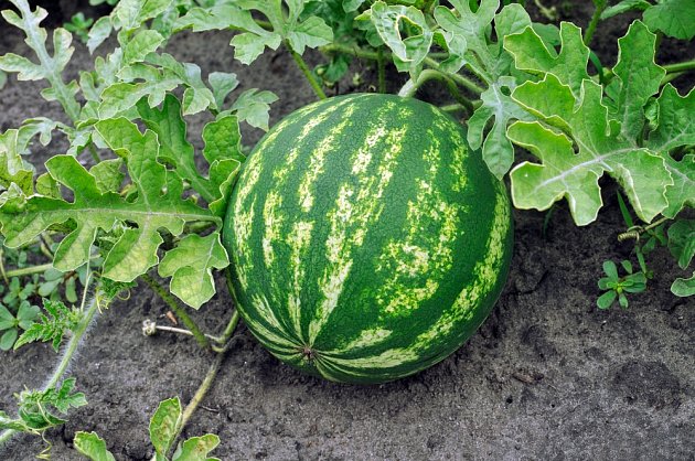 vodní meloun, záhon, pěstování