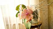 Další častá chyba, kterou orchideje trpí je špatný přísun vzduchu.