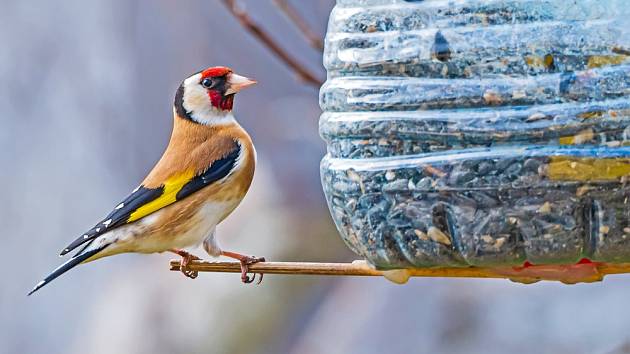 Vyrobte ptáčkům pěkné funkční krmítko, aby měli v zimě kam chodit zobat.