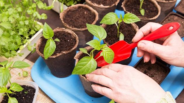 Jak správně vysévat papriky, abyste měli silné a odolné sazenice?