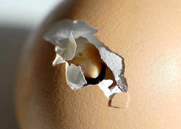Kuře proklovává skořápku vaječným zubem na zobáčku