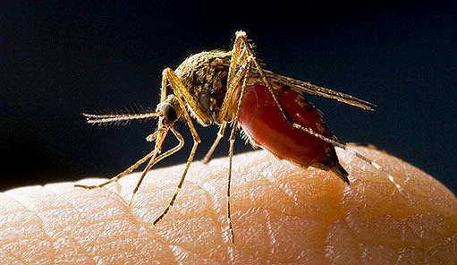 krmící se komár