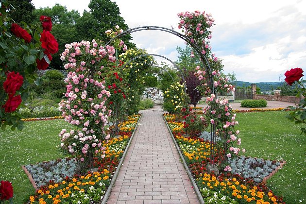 Šlechta podlehla pěstování růží. U zámků vznikaly růžové zahrady.