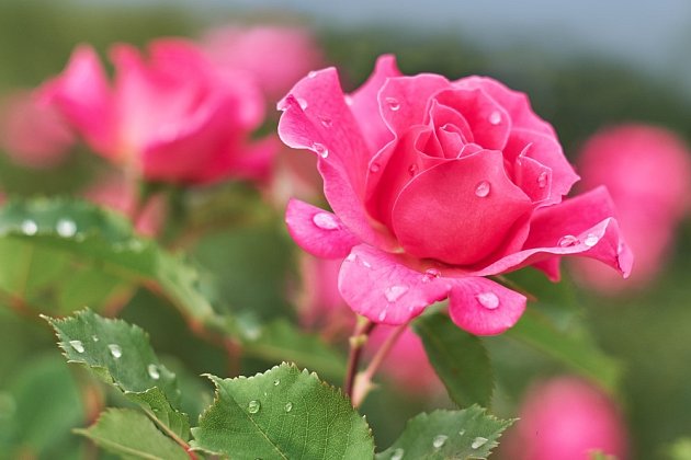 Kdo by nechtěl na zahradě růže jako z pohádky o Šípkové Růžence?