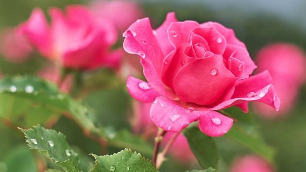 Kdo by nechtěl na zahradě růže jako z pohádky o Šípkové Růžence?