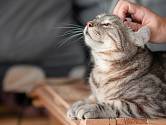 Kočkám bývá nejvíce příjemné drbání kolem uší, pod bradou a kolem tváří nebo na hřbetě u ocásku.
