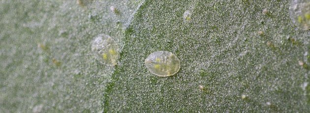 larva molice balvníkové