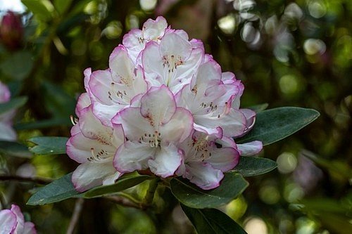 Když zmlazování rozložíte do 2 až 3 let bude váš rododendron dlouhá léta při plné síle.
