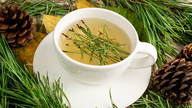 Čaj z jehličí borovice je podle vědců zdravotní zázrak.