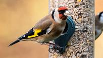Stehlík, jeden z nejpestřejších hostů, na samonásypném krmítku nepohodlném pro holuby