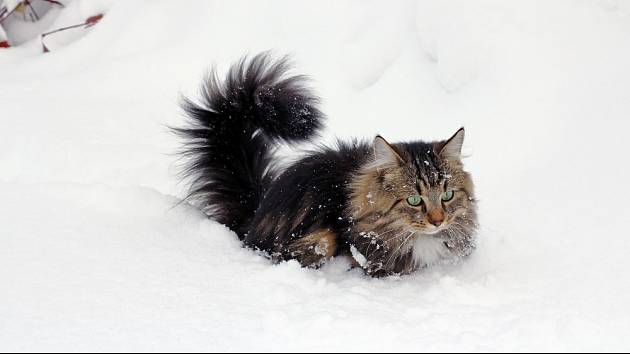Norské lesní kočce hluboký sníh nevadí.