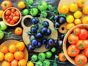 Rajčata můžete pěstovat nejen v různých velikostech, ale i barvách a chutích