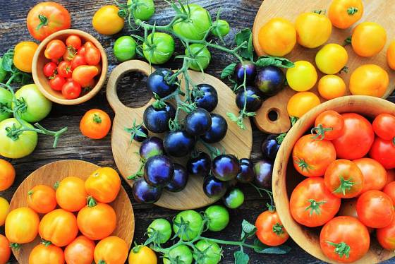 Rajčata můžete pěstovat nejen v různých velikostech, ale i barvách a chutích