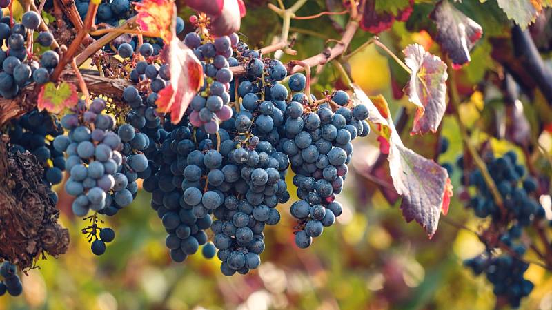Bojujte proti chřipce díky látce z hroznového vína