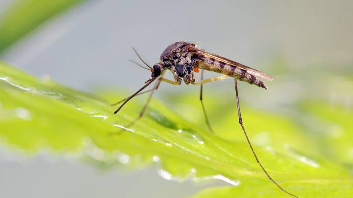 V boji proti komárům pomůže příroda