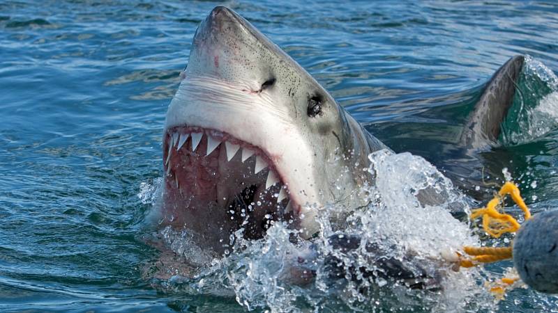 Bojíte se, že potkáte žraloka? Tak tohle nedělejte