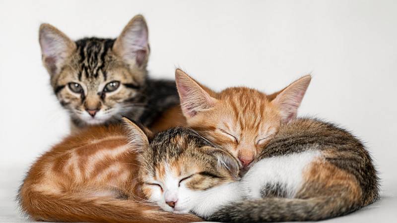 Trojice kočičích terapeutů pomáhá léčit pacienty