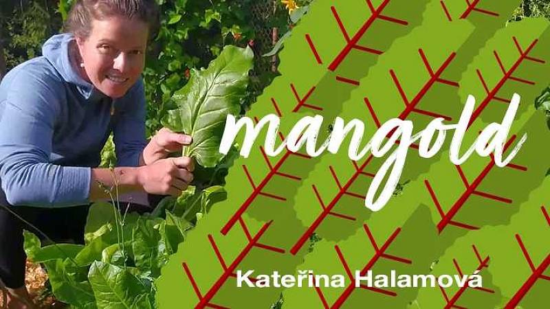 Kateřina Halamová: mangold