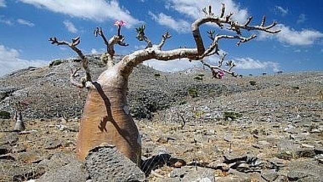 Stromy dračí krve, nedotčená příroda: To je pohádkový ostrov Sokotra