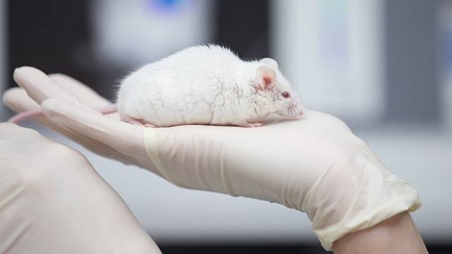 Miniparohy se začaly na myši vyvíjet po 45 dnech od implantace buněk