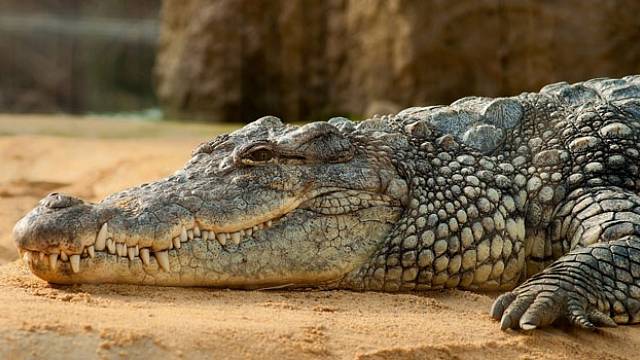 I z krokodýla se dá udělat domácí mazlíček