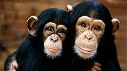 šimpanzi