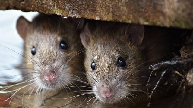 Podle vědců mohou krysy narůst do obřích rozměrů