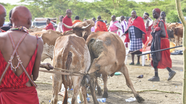 Životní styl Masajů je založen na chovu dobytka