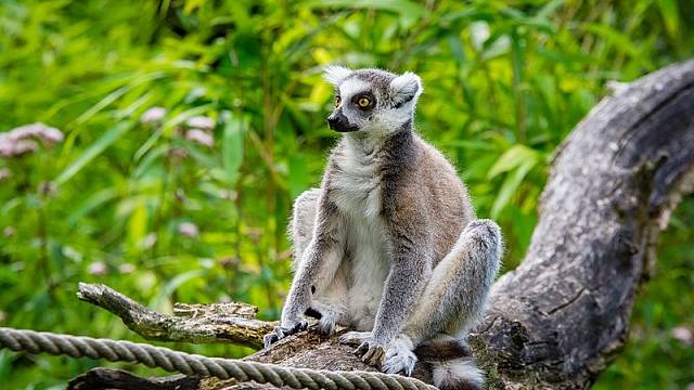 Lemuři se v přírodě přirozeně vyskytují jen na Madagaskaru