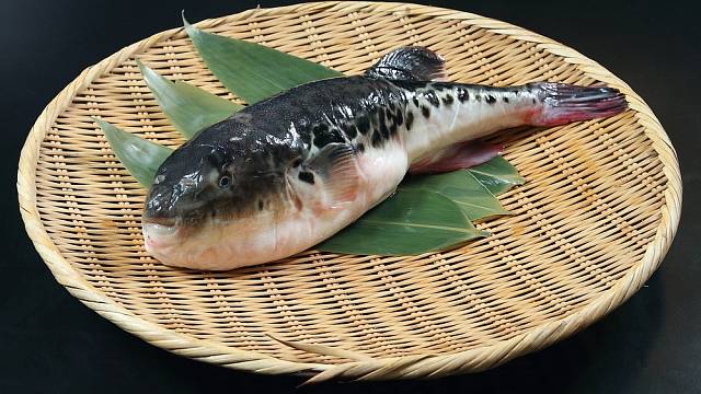 Ryba Fugu: Co je na ní tak výjimečného a proč Japonci riskují pozřením  smrt? - Poznatsvět.cz