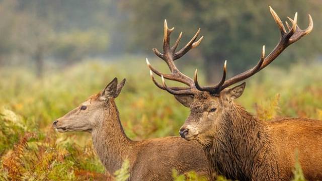 Šumava nabízí jedinečnou možnost pozorovat jelena v jeho přirozeném prostředí