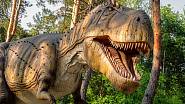 Přední končetiny T-rexe tvořilo totiž vždy jen 13 kostí, přičemž celkově pracky měřily asi 0,8–1 m.