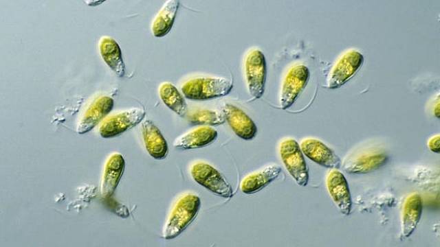 Jednou z objevených bakterií v jezeře byla Dunaliella salina