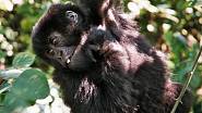 Ve Rwandě mi do očí koukaly horské gorily