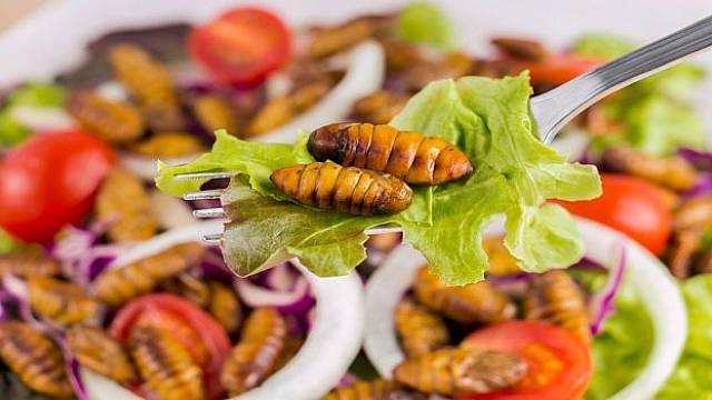 Součástí jídelníčku budoucnosti bude hmyz