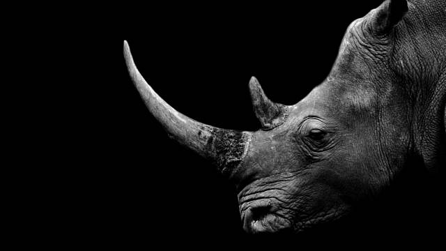 Nosorožec se díky vybíjení kvůli rohu ocitnul na listině kriticky ohrožených druhů