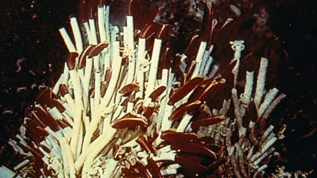 Obří trubkoví červi (Riftia pachyptila) ukotvení na mořském dně hydrotermálním průduchem