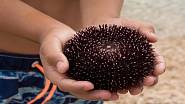 I v Chorvatsku můžete šlápnout na mořského ježka
