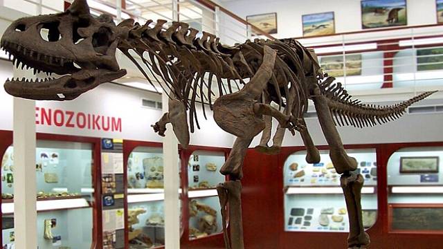 Kostra karnotaura je ústředním exponátem Chlupáčova muzea
