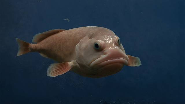 Ryba blobfish