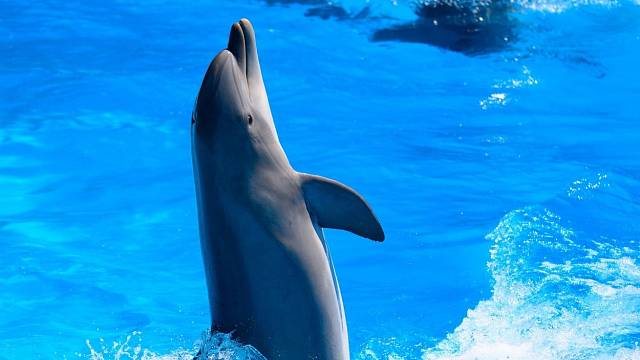 Delfíni patří mezi nejpozoruhodnější zvířata naší planety.