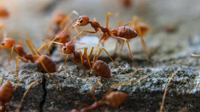 Ohniví mravenci ročně způsobují škody za miliardy dolarů
