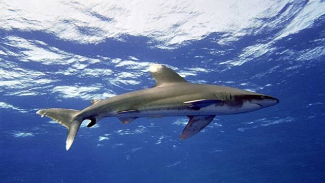 Na světě existuje více než 500 druhů žraloků