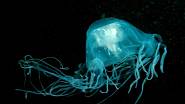 Nově objevený druh medúzy má drsného příbuzného - nejjedovatějšího tvora na světě, medúzu Chironex fleckeri