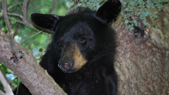 Záhadná mozková choroba mění medvědy v Kalifornii v přítulné pejsky
