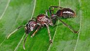 Kousnutí mravence paraponera clavata je nesmírně bolestivé