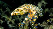 Chobotnice kroužkovaná (Hapalochlaena lunulata)