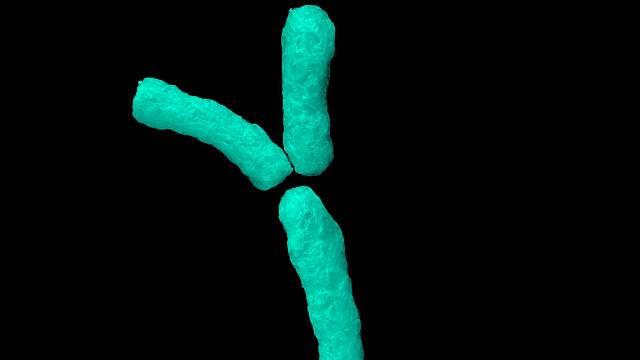 Chromozom Y má podle vědců na kahánku